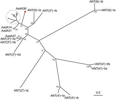 AadA36, a novel chromosomal aminoglycoside nucleotidyltransferase from a clinical isolate of Providencia stuartii